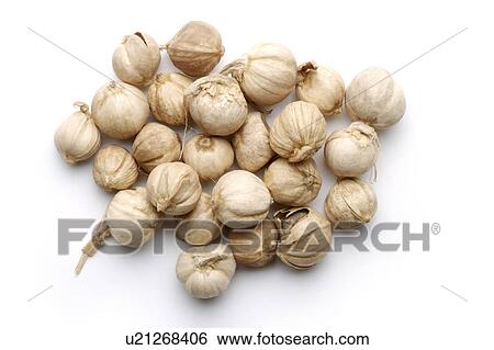 Stock Photograph - Round Cardamom Fruit. Fotosearch