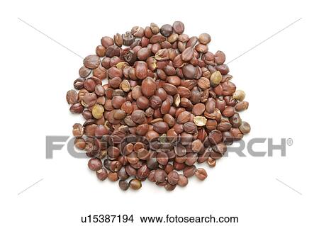 Picture - Spine Date Seeds. Fotosearch
