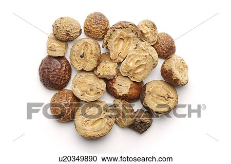 Szechwan Chinaberry Fruit against white background View Large Photo Image Stock Image - Szechwan Chinaberry Fruit against white background. Fotosearch