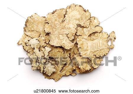 Stock Photography - Szehuan lovage roots against white background. Fotosearch