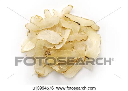 Tall Gastrodia Tubers against white background View Large Photo Image Stock Photograph - Tall Gastrodia Tubers against white background. Fotosearch