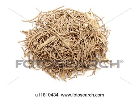 Picture - Tatarian Aster Roots. Fotosearch