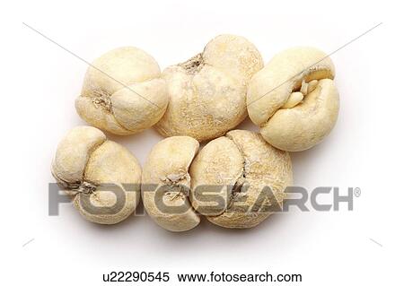 Thunberg Fritillary Bulb against white background View Large Photo Image Stock Photography - Thunberg Fritillary Bulb against white background. Fotosearch