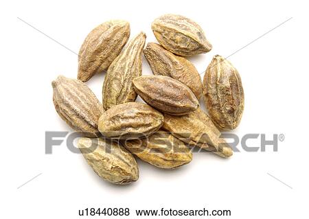 Stock Photo - Villous Amomum Fruit. Fotosearch