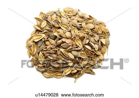 Weeping Forsythia Capsules against white background, close up View Large Photo Image Stock Photo - Weeping Forsythia Capsules against white background, close up. Fotosearch