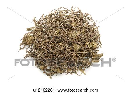 Willowleaf Swallowwort Rhizomes against white background, close up View Large Photo Image Stock Image - Willowleaf Swallowwort Rhizomes against white background, close up. Fotosearch