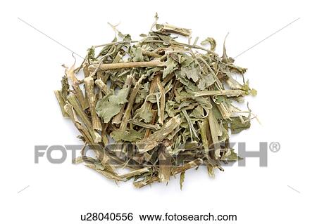 Stock Photograph - Wrinkled Gianthyssop Herbs. Fotosearch