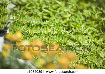 Stock Image - Close-up of lucky bamboo plants in a store, Chinatown, Singapore. Fotosearch