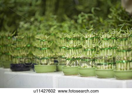 Stock Image - Close-up of lucky bamboo plants in a store, Chinatown, Singapore. Fotosearch