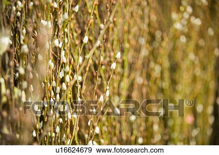 Close-up of pussy willows View Large Photo Image Stock Photo - Close-up of pussy willows. Fotosearch