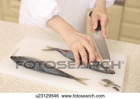 Stock Photograph - Human Hand cutting fish. Fotosearch