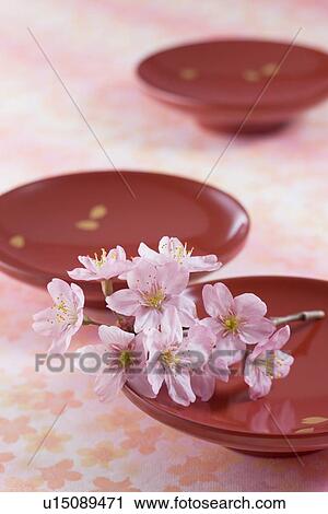 Plate and cherry blossoms View Large Photo Image Stock Image - Plate and cherry blossoms. Fotosearch