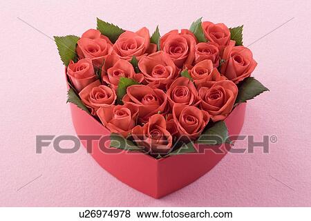 Red rose in heart shaped box View Large Photo Image Stock Photo - Red rose in heart shaped box. Fotosearch