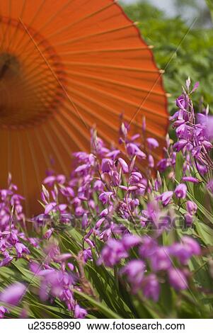 Bletilla striata reichb with paper umbrella View Large Photo Image Stock Image - Bletilla striata reichb with paper umbrella. Fotosearch