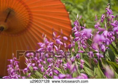 Stock Photo - Bletilla striata reichb with paper umbrella. Fotosearch