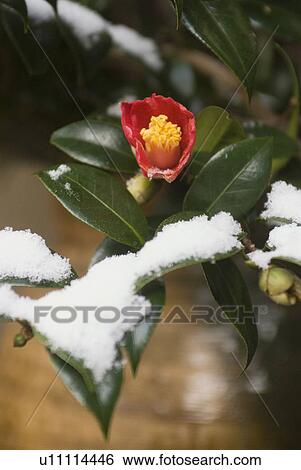 Camellia flower and snow View Large Photo Image Stock Photograph - Camellia flower and snow. Fotosearch