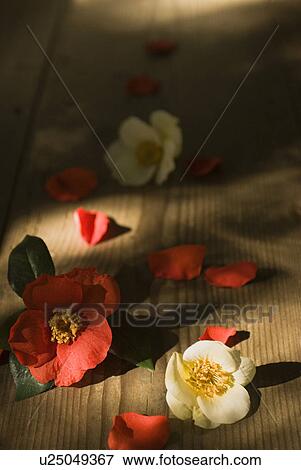 Stock Photo - Camellia flower. Fotosearch