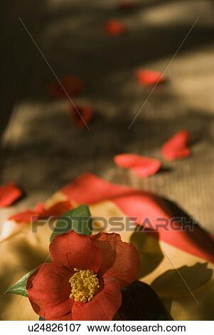 Stock Photo - Crape wrapper and camellia. Fotosearch