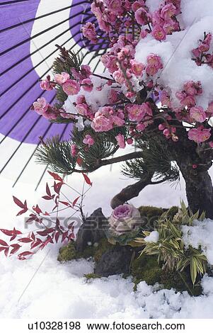 Stock Photo - Flowers and paper umbrella on snowfield. Fotosearch