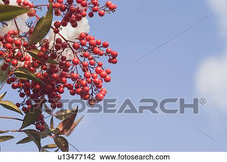 Nandina domestica with snow View Large Photo Image Stock Image - Nandina domestica with snow. Fotosearch