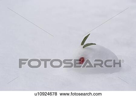 Snow rabbit View Large Photo Image Stock Photo - Snow rabbit. Fotosearch