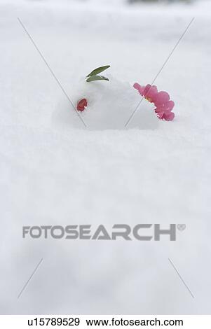 Snow rabbit View Large Photo Image Stock Photo - Snow rabbit. Fotosearch