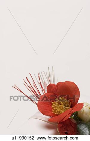 String and camellia View Large Photo Image Stock Image - String and camellia. Fotosearch