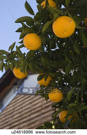 Stock Photograph - Tree of orange and building. Fotosearch