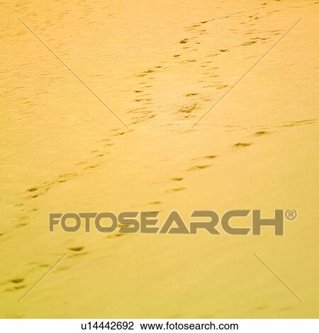 Beach, Love, Falling in love, Romance, Beaches, Foot print, Foot prints View Large Photo Image Stock Image - Beach, Love, Falling in love, Romance, Beaches, Foot print, Foot prints. Fotosearch