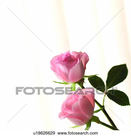Stock Photo - Flower, Romance, Pink, Flowers, Roses, Falling in love, Rose. Fotosearch