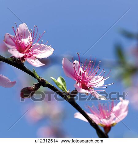 Picture - oriental culture, Square, plum blossomChinese new year, Close-Up, Outdoors. Fotosearch