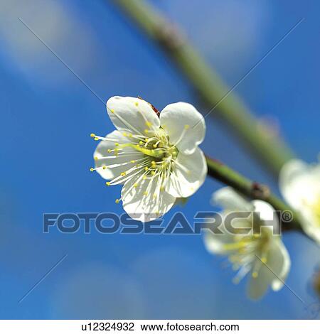 plum blossomChinese new year, Day, Square, Outdoors View Large Photo Image Stock Image - plum blossomChinese new year, Day, Square, Outdoors. Fotosearch