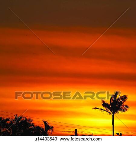 Stock Photo - Sunset, Tree, Wood, Summer Splash, Palm trees, Sky, Palm tree. Fotosearch