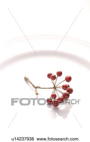 Japanese cherry fruits, close-up View Large Photo Image Stock Photo - Japanese cherry fruits, close-up. Fotosearch
