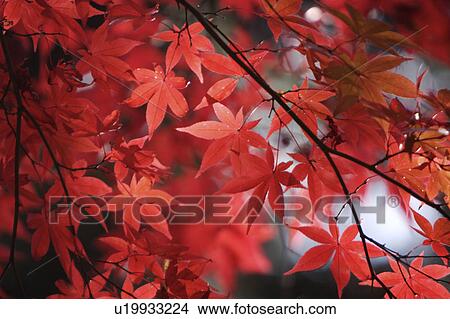 Red maple leaves on branches' View Large Photo Image Picture - Red maple leaves on branches'. Fotosearch