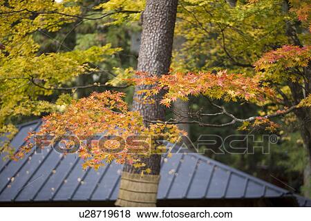 Rooftop in woods View Large Photo Image Stock Photo - Rooftop in woods. Fotosearch