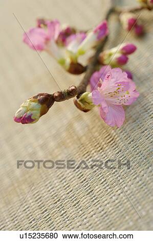 Sakura (Japanese cherry) blossoms on tatami mat View Large Photo Image Stock Image - Sakura (Japanese cherry) blossoms on tatami mat. Fotosearch