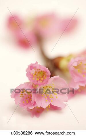 Stock Photograph - Sakura (Japanese cherry), close-up. Fotosearch