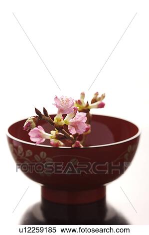 Stock Photography - Sakura (Japanese cherry) in a bowl. Fotosearch