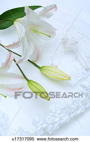 Lily blossom View Large Photo Image Stock Photography - Lily blossom. Fotosearch