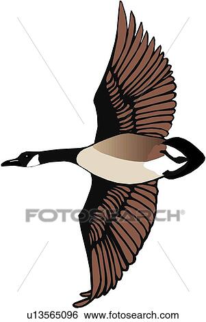 Canadian Goose Clip Art | u13565096 | Fotosearch