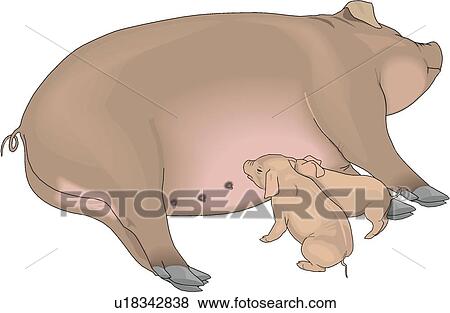 雌豚 そして 子豚 クリップアート U1428 Fotosearch