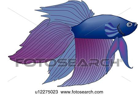 シャムの戦いの魚 クリップアート 切り張り イラスト 絵画 集 U Fotosearch