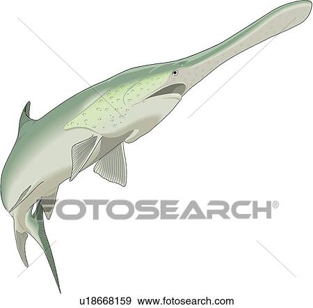 Download Paddlefish Clip Art | u18668159 | Fotosearch