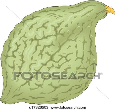 Squash Clipart | u17326503 | Fotosearch