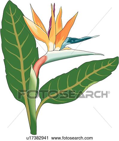 Bird Of Paradise Clipart U17382941 Fotosearch