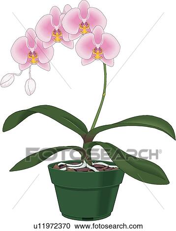 clipart gratuit orchidée - photo #22