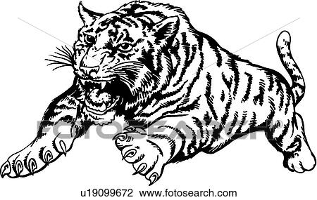 tiger attack clipart clip attacking tigre vector drawings fotosearch google illustration graphic search unc117 salvo