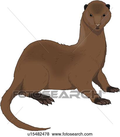 Clip Art of Mink u15482478 - Search Clipart, Illustration Posters ...