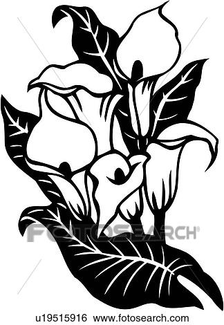 Clip Art of , cala lily, calla, flower, lily, varieties, u19515916 ...